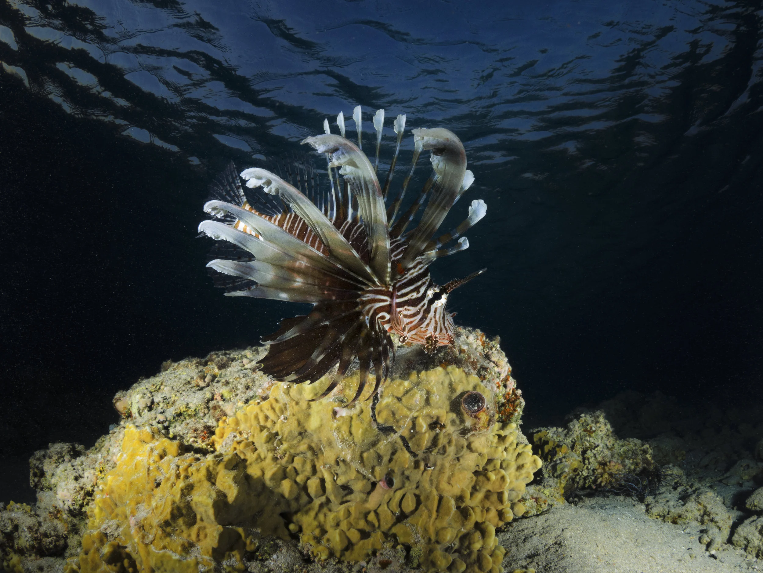 lionfish - edit-Edit.jpg