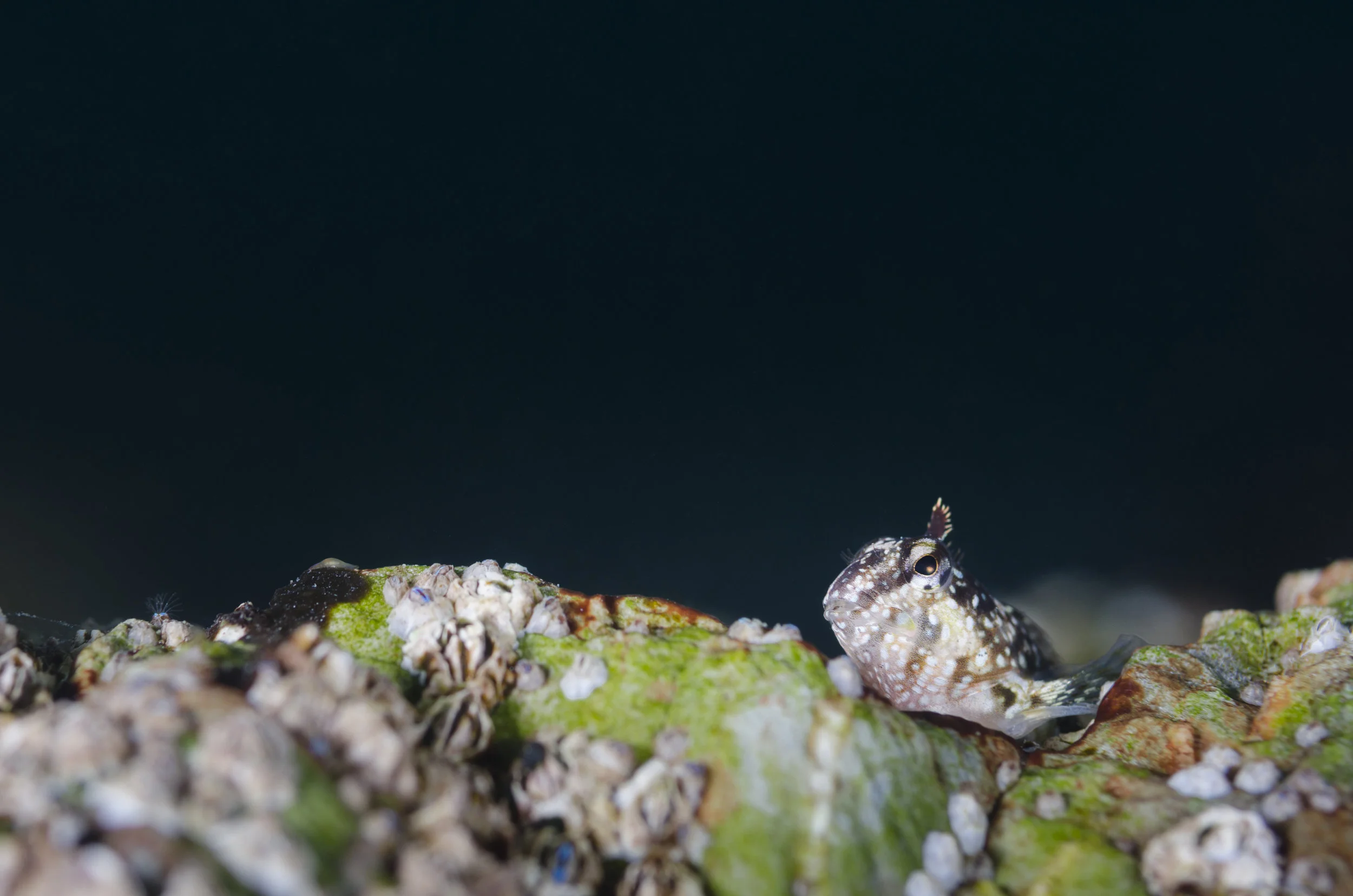 Montagu Blenny 2.jpg