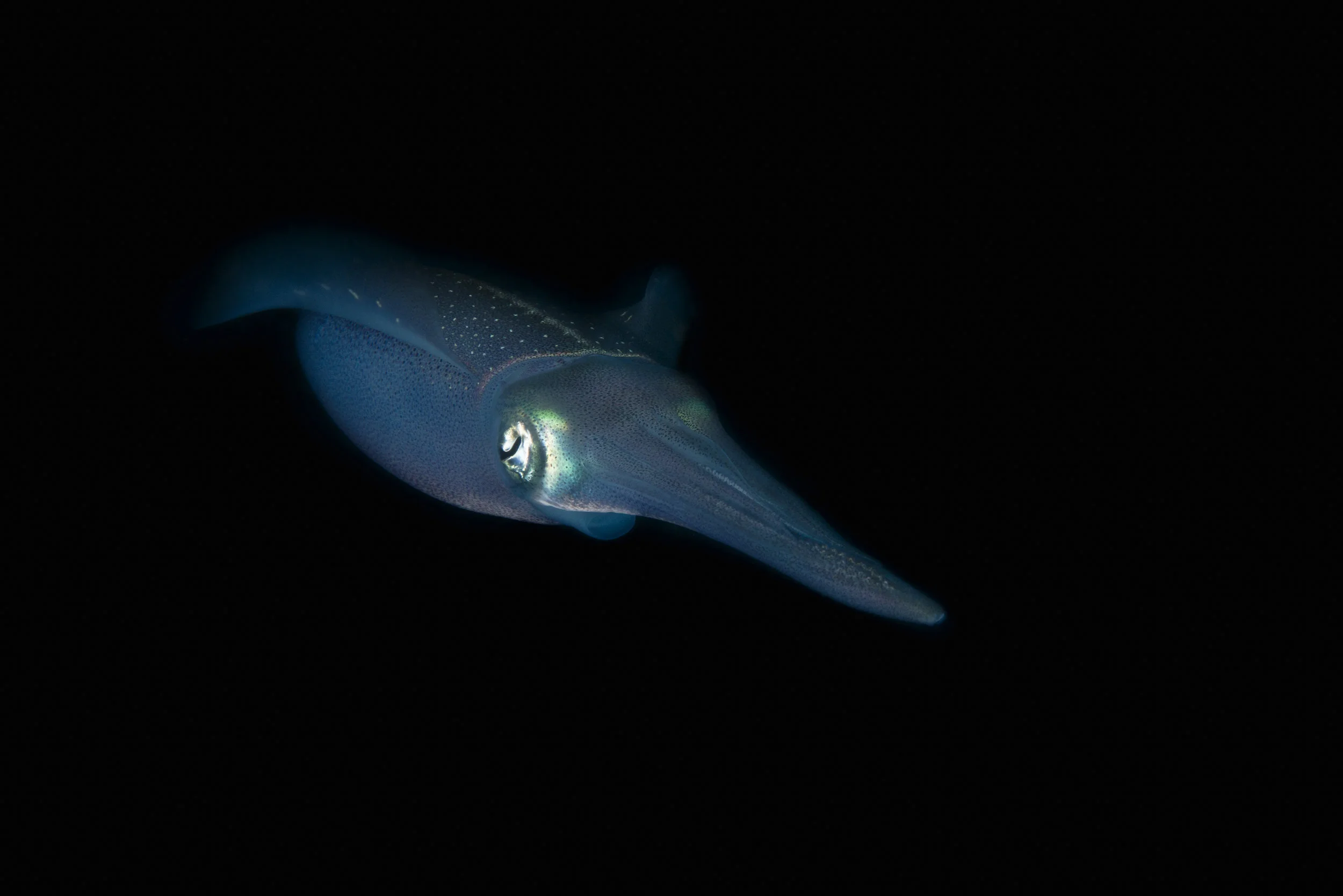 Squid1-Edit-3.jpg