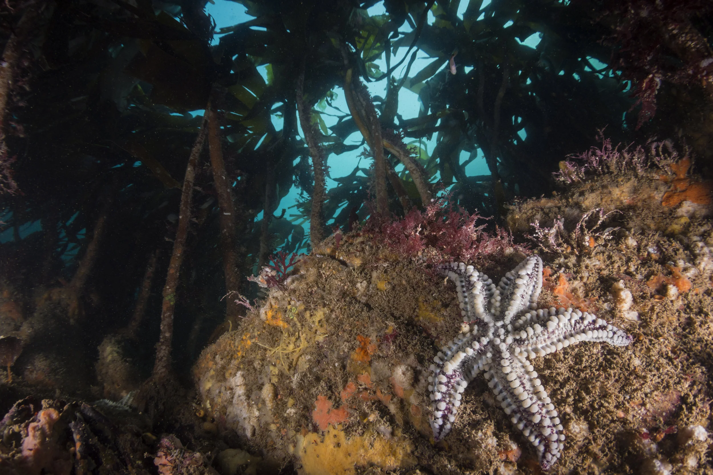 Spiny Starfish.jpg