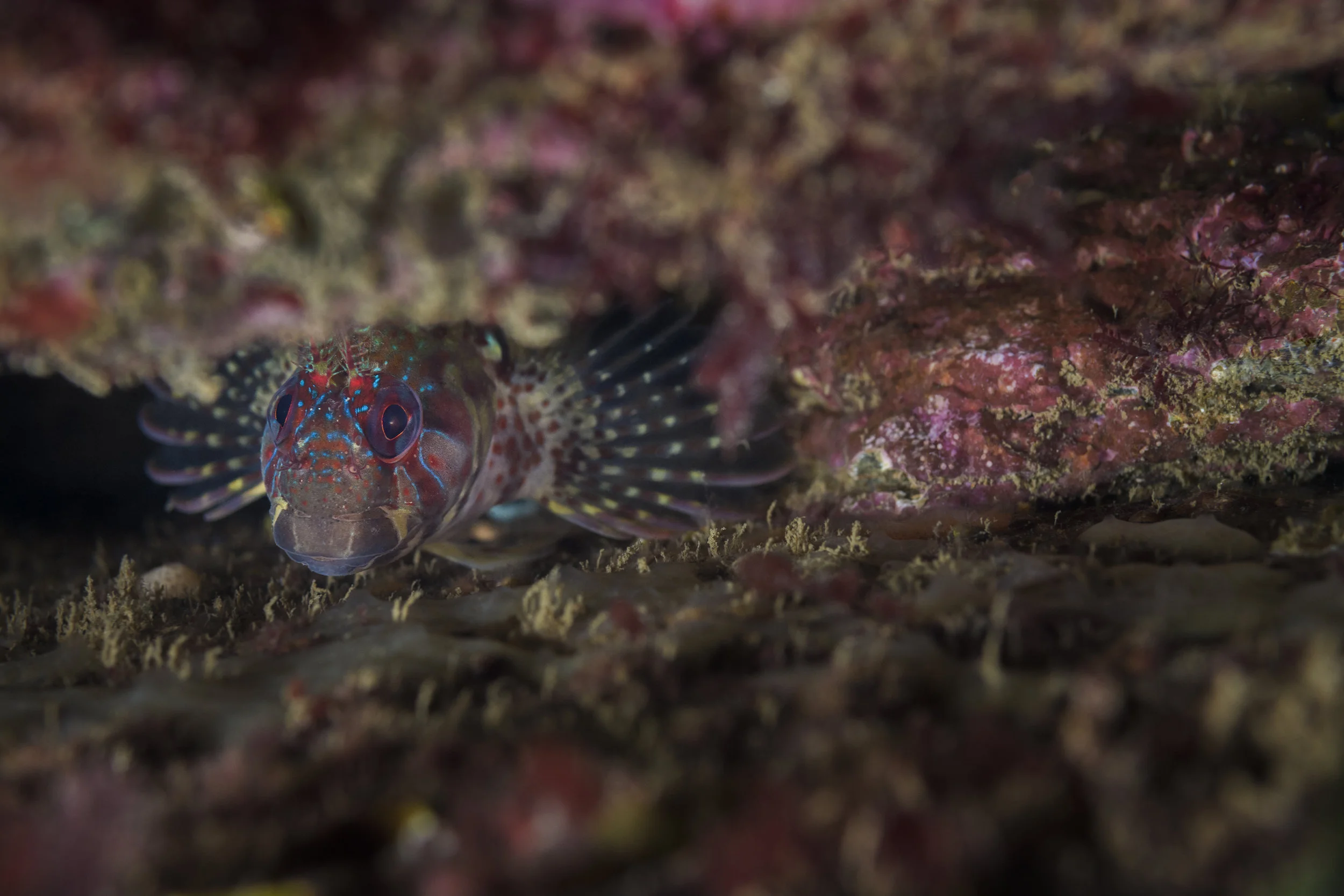 Tompot Blenny 1.jpg
