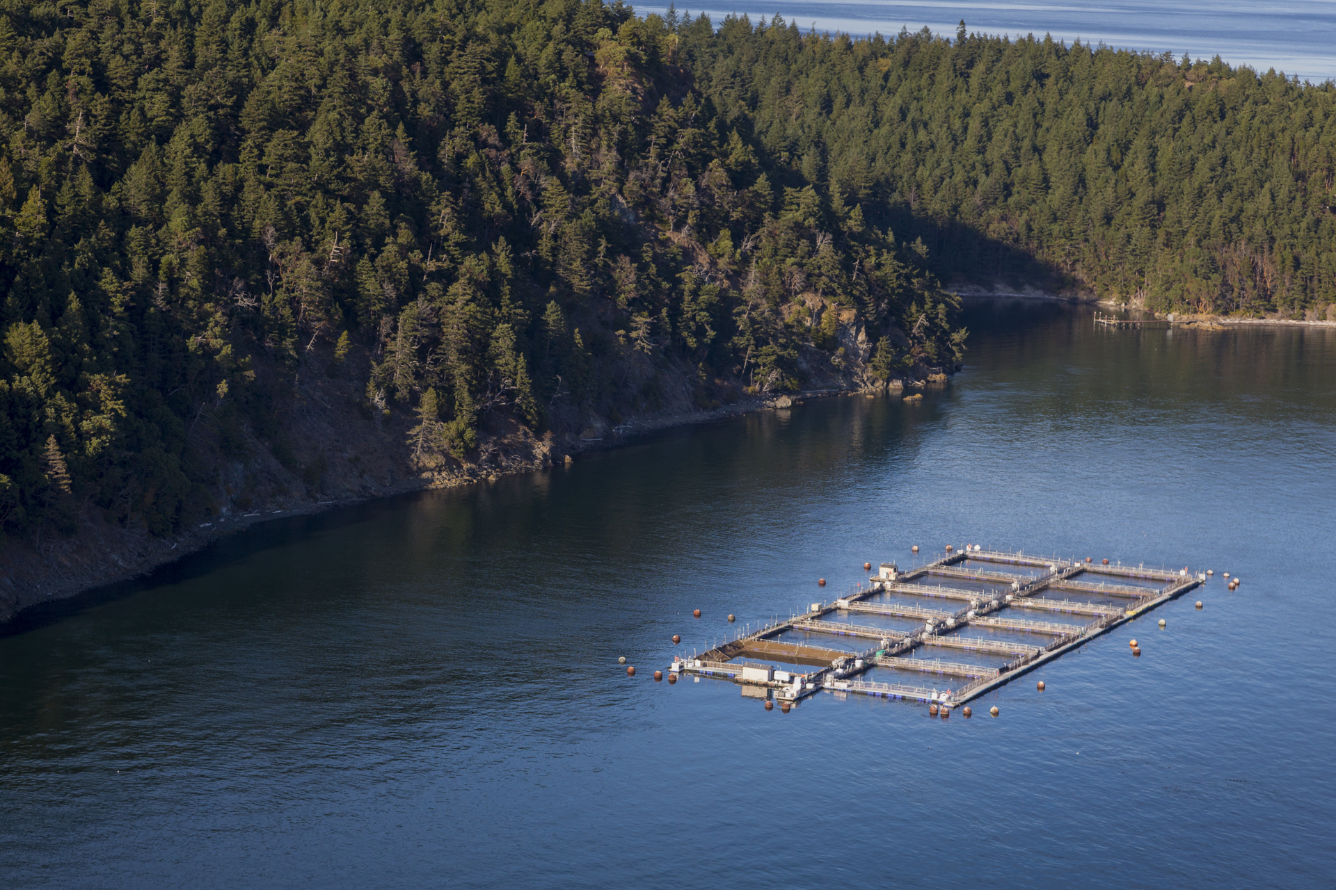 Open Net Atlantic Salmon pens are found throughout the Salish Sea in Washington State and British Columbia. Despite there being a market for Atlantic Salmon aquaculture, these Atlantic Salmon net pens pose a huge threat to the survival of wild salmon and many other species throughout the Pacific Northwest as they are a breeding ground for diseases which infect wild salmon as they swim past these farms on their migration routes.