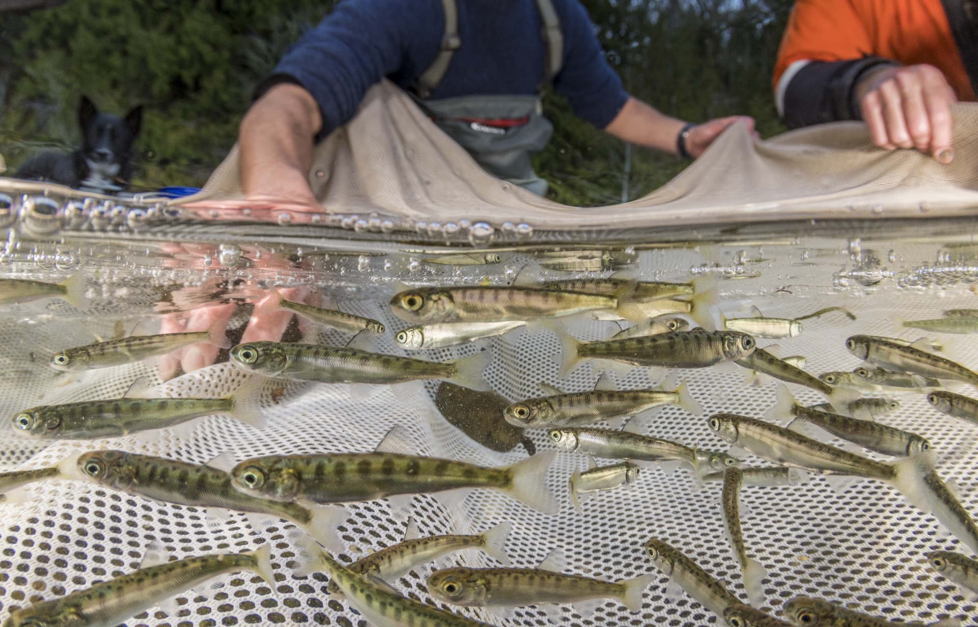 There are many organizations that are involved with the conservation of wild salmon. The Wild Fish Conservancy, in Washington State, carries out research projects in rivers, lakes and near-shore habitats and focuses on the protection of native fish species and their habitats by developing and implementing effective restoration strategies.