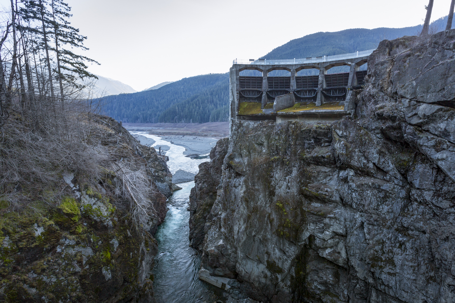 In 2014 the largest dam removal project in U.S. history was carried out and has seen remarkable success. Since the removal of the Elwha and Glines Canyon Dams, the Elwha River has roared back to life, and so too have the salmon. To many, the removal of this dam is a symbol of hope and has been proof that if we can remove obstacles that negatively impact wild salmon and provide the correct building blocks, nature will reclaim what was once taken from it. Hopefully one day soon, we will see large schools of salmon returning to these ecosystems that rely so heavily on them.