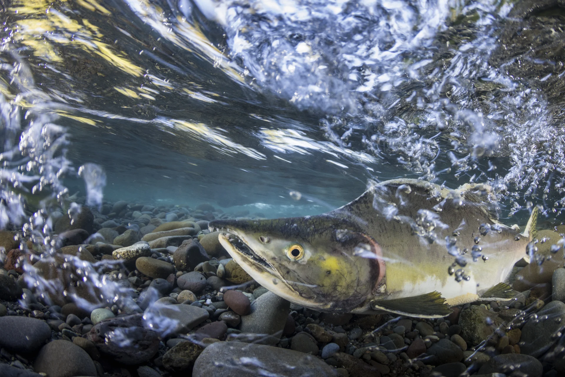  Wild salmon are considered the lifeblood of the Pacific Northwest of North America. Every year, seven species of Pacific salmon make epic migrations from the ocean up the same rivers and streams in which they were born, sometimes traveling thousands