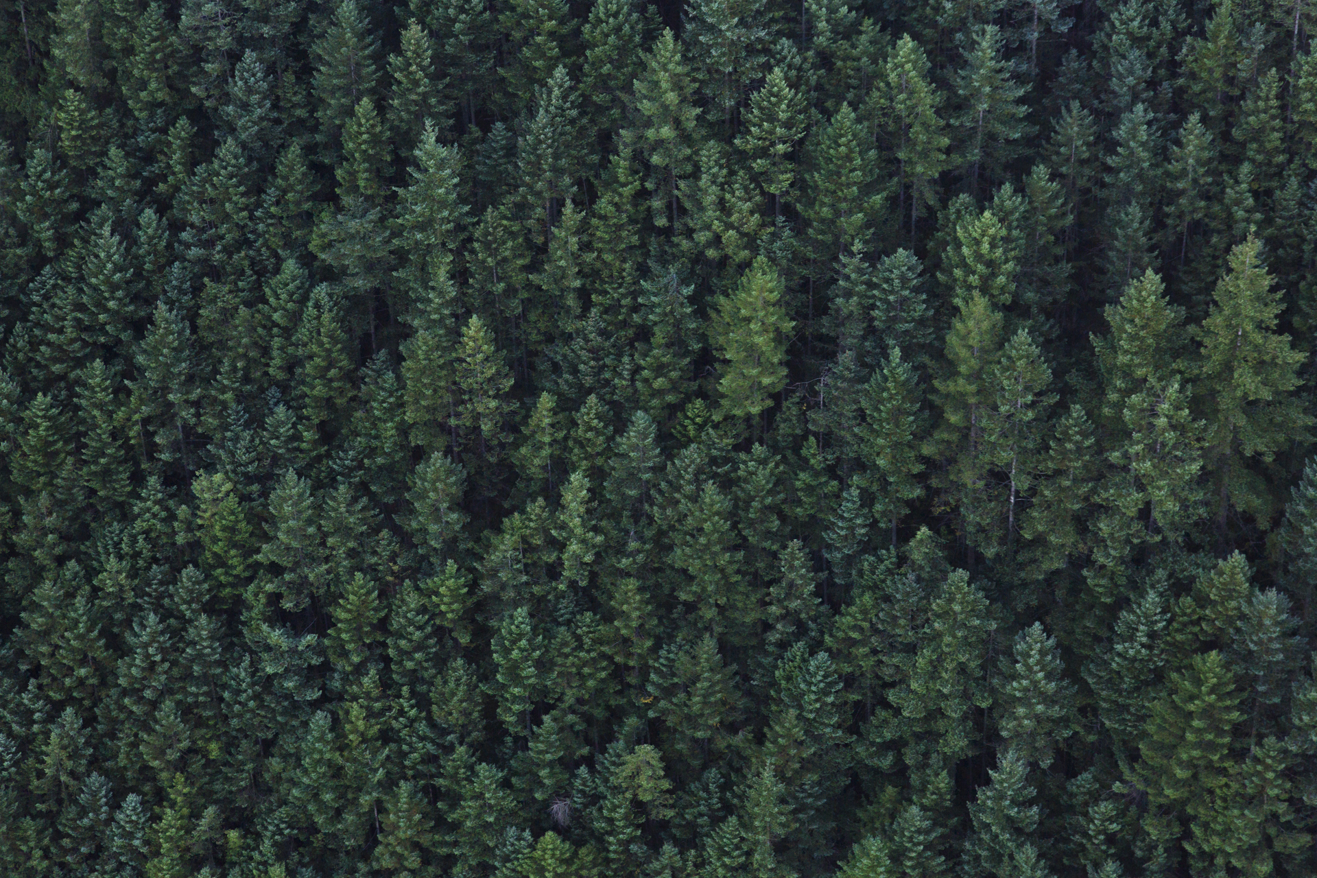 These coastal temperate rainforests are heavily reliant on the marine nutrients brought back upstream by salmon in the fall. As predators catch salmon, they drag their carcasses inland where the nutrients from their decaying bodies is absorbed by the surrounding flora making salmon one of the worlds greatest natural fertilizers. Without this fertilizer, the landscape in the Pacific Northwest would look drastically different.