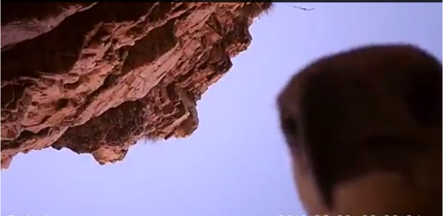eagle.png