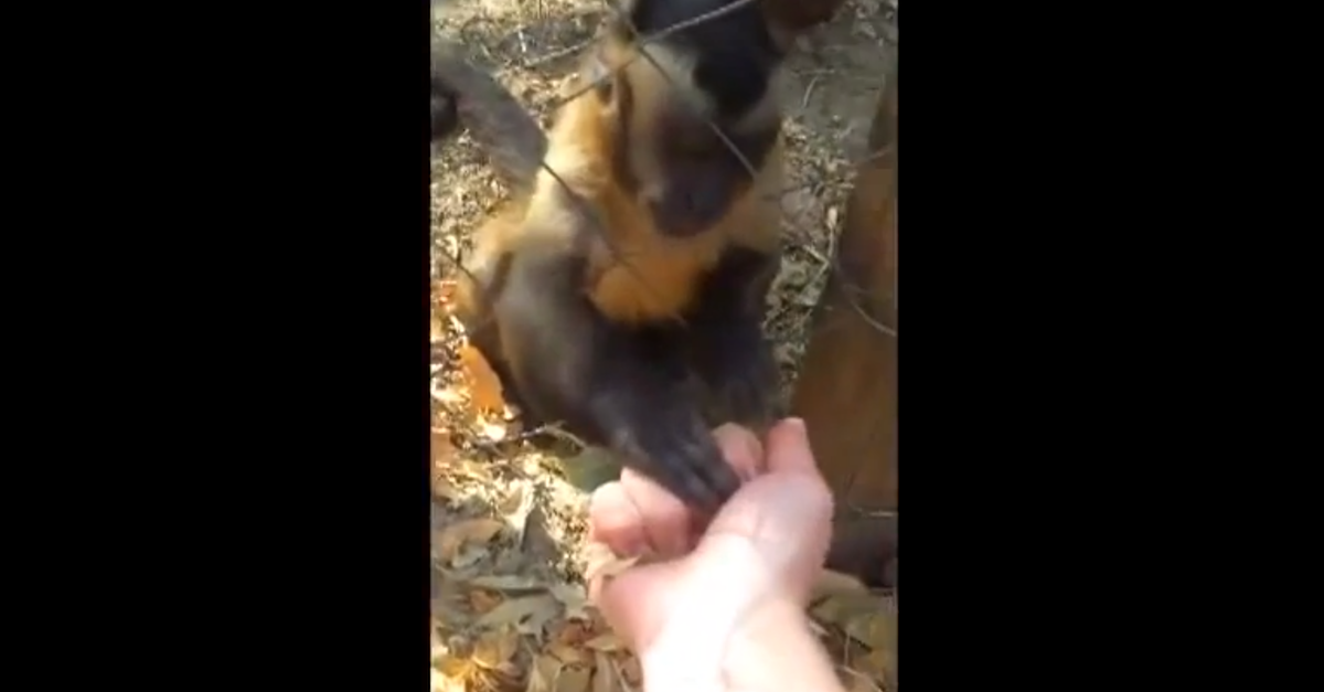 monkey.png