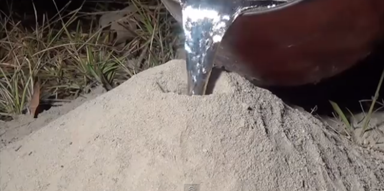 ants.png