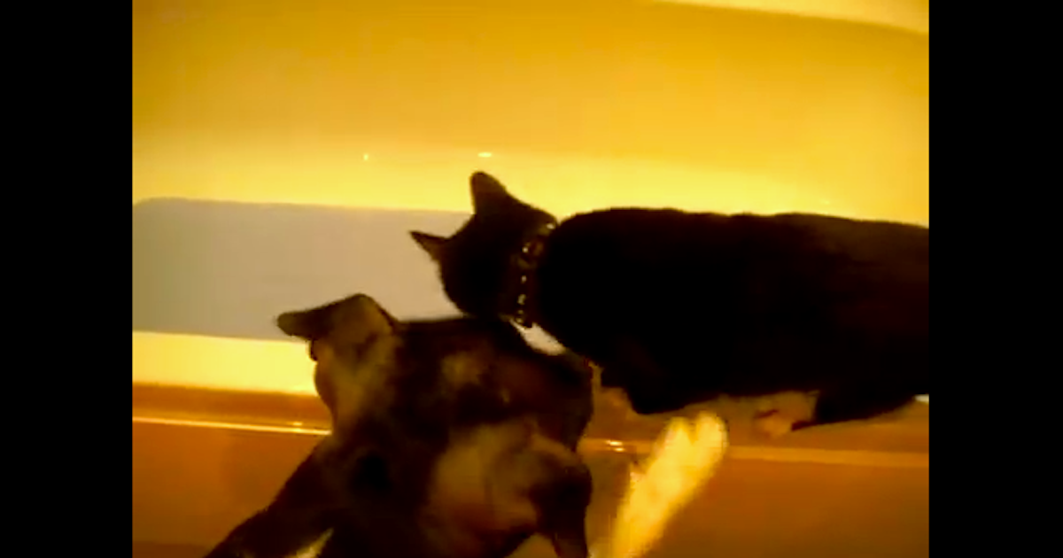 dog push.png
