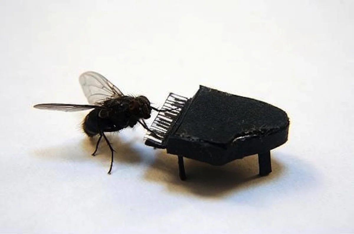 fly piano.jpg