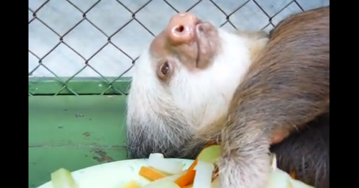 sloth pic.png