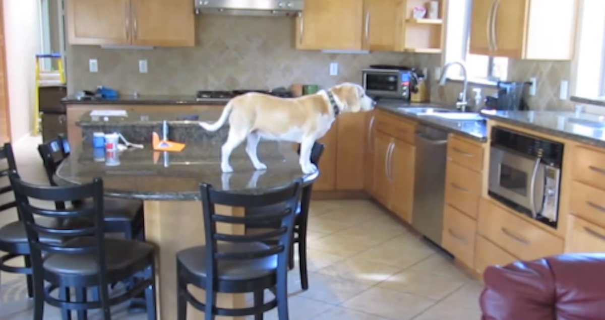 beagle.png