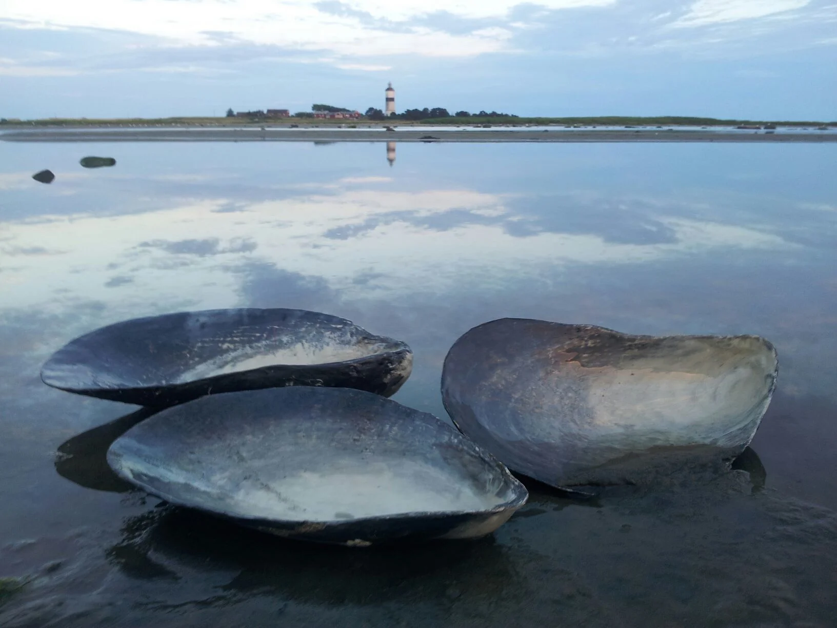 Musselskal i keramik av Caroline Bohman Persson. www.facebook.com/brannasslan