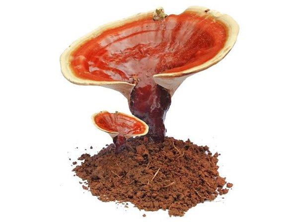 ganoderma_midvinterglod_kaffe.jpg
