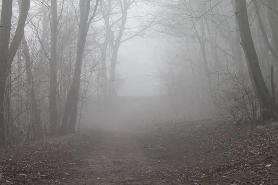 dimma-skog.jpg