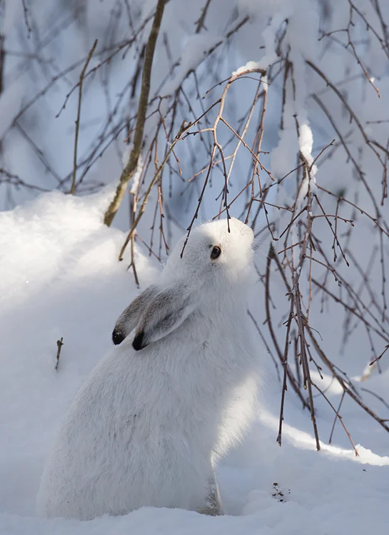 hare.jpg