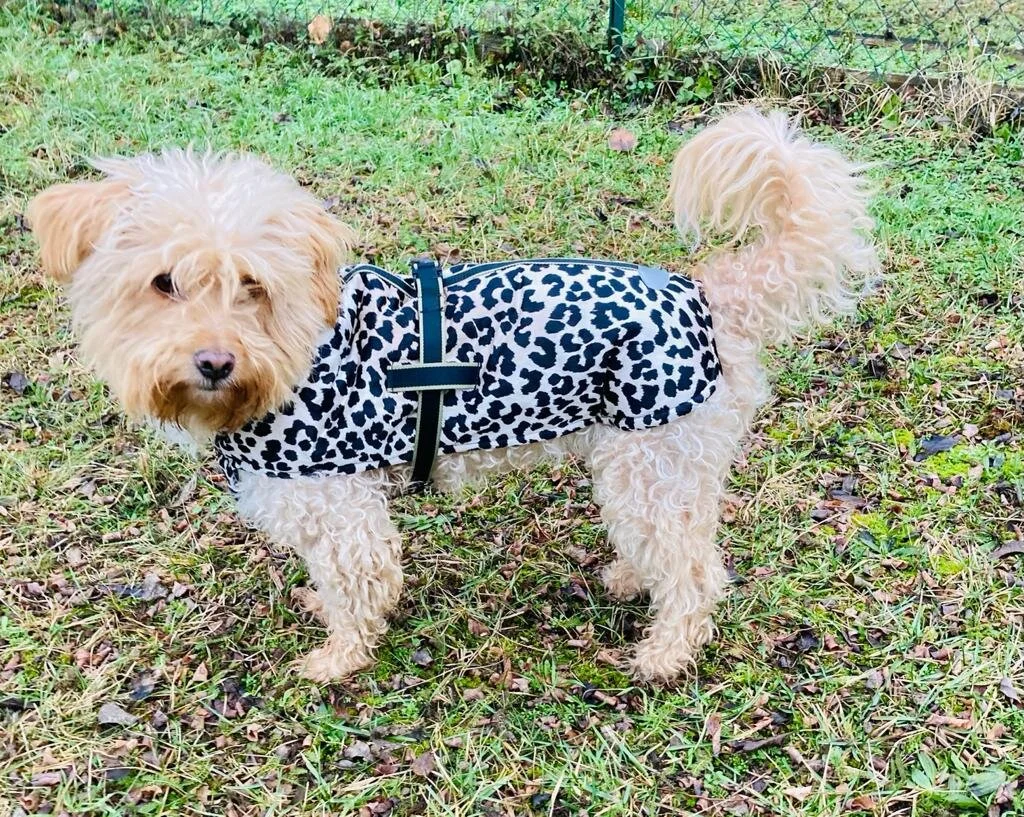 Hundemantel Leopard.jpeg