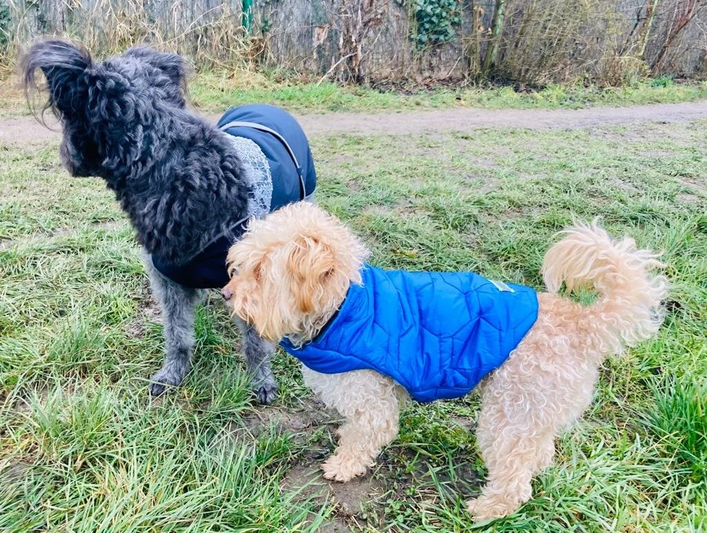 Hundemantel aus Jeans - andere Seite.jpeg