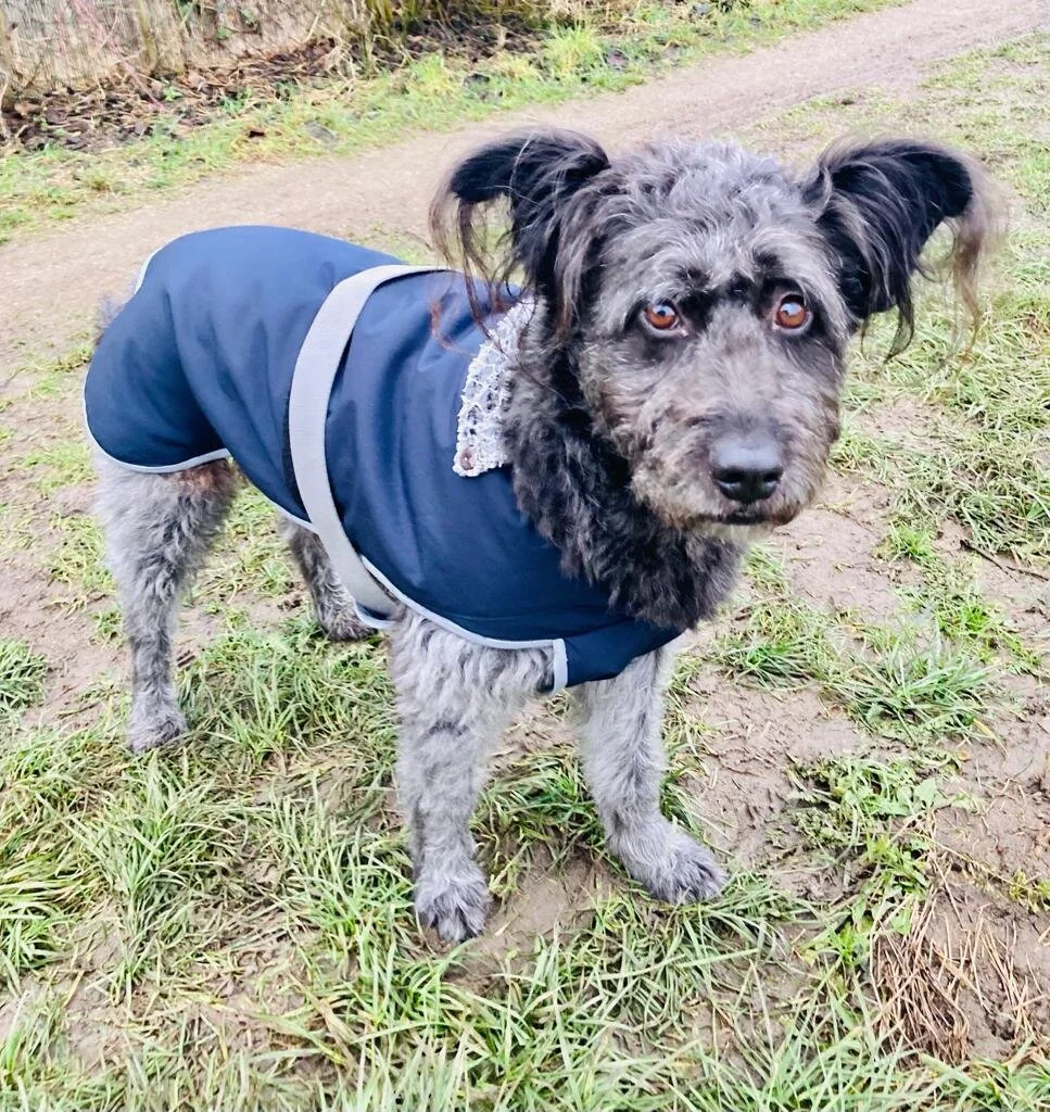 Hundemantel schwarz mit grauen Kragen aus wasserabstoßenden Material.jpeg