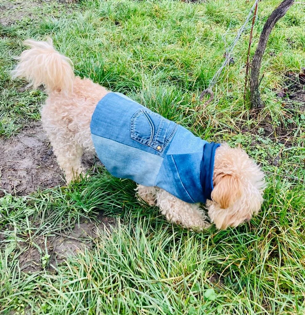 Hundemantel aus Jeansstoff - kann auch gewendet werden .jpeg