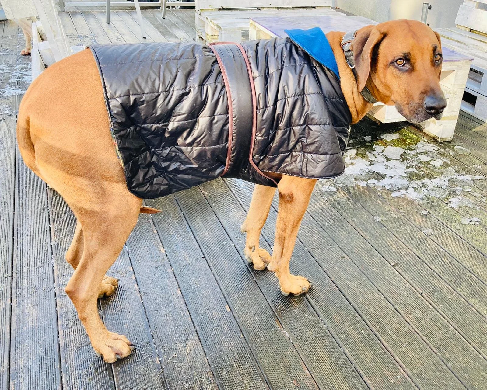 Hundemantel gefütterter schwarz abwaschbar großer Hund umkehrbar.jpeg