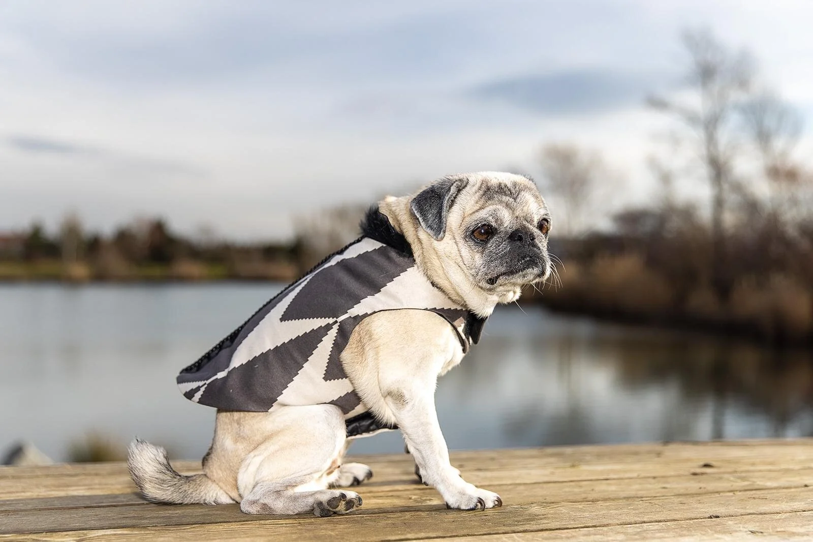 Mops mit grau beigen Muster - umkehrbar tragbar.jpeg