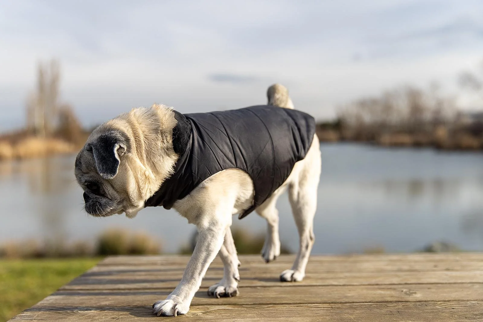 mops mit schwarzer umkehrbaren (abwaschbar) Hundejacke.jpeg