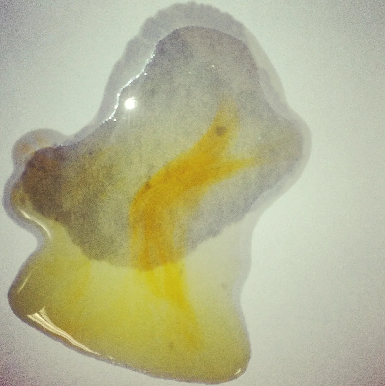 Translucence and Texture