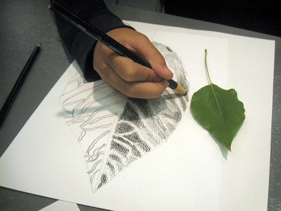 Middle School.&nbsp;Leaf Shading Drawing. 