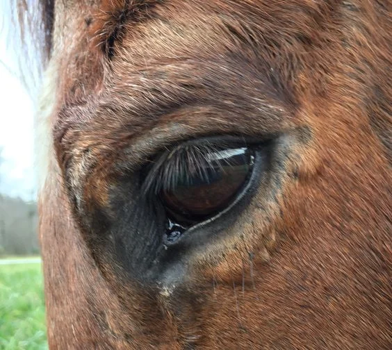 horseeye.jpg