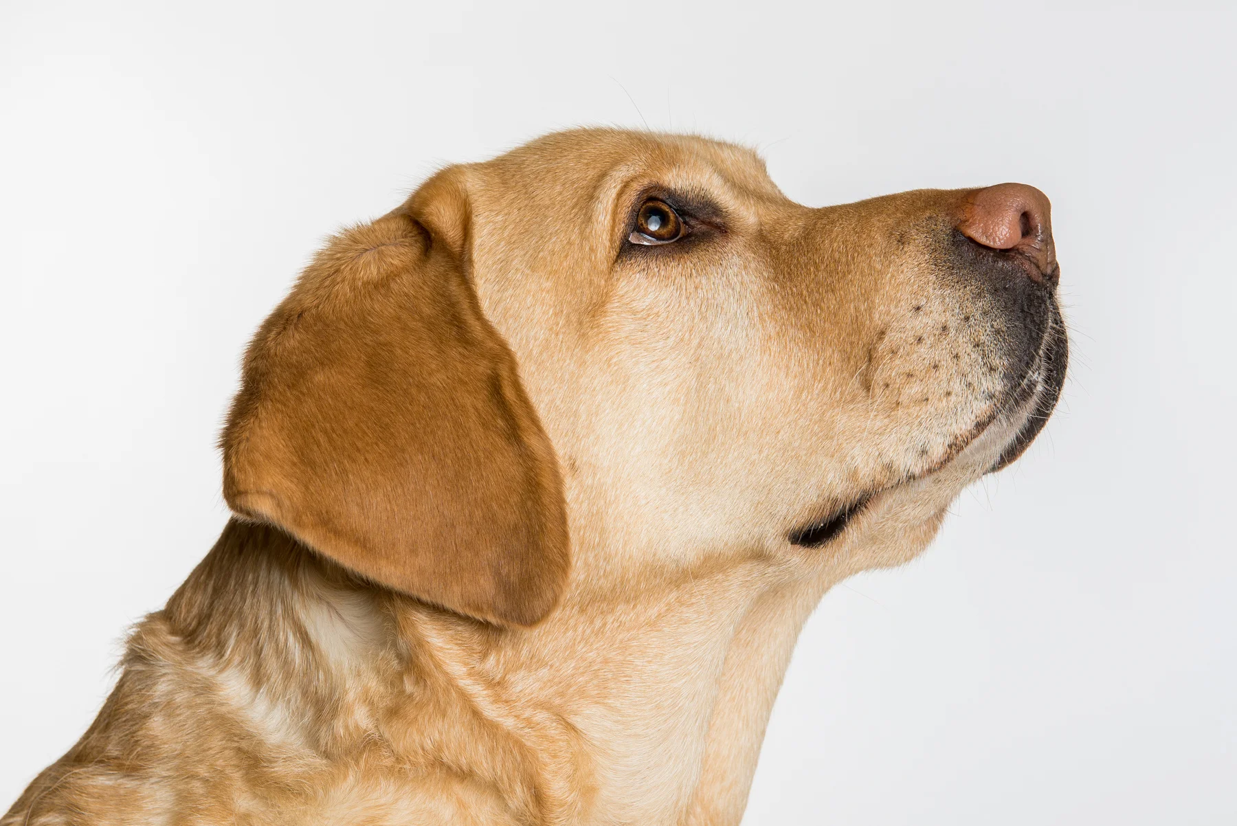 tw_dogs001.jpg