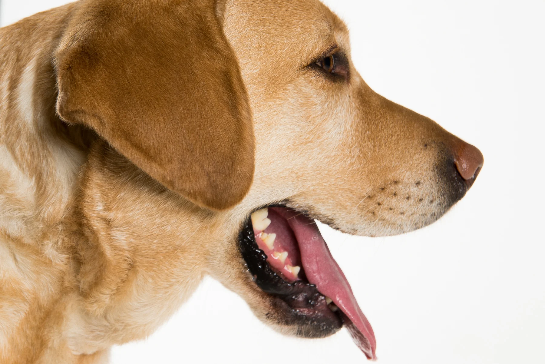 tw_dogs003.jpg