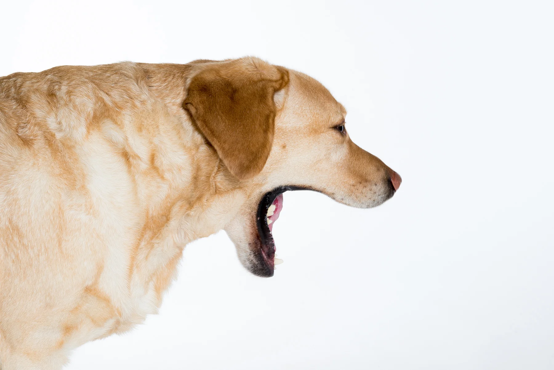 tw_dogs004.jpg
