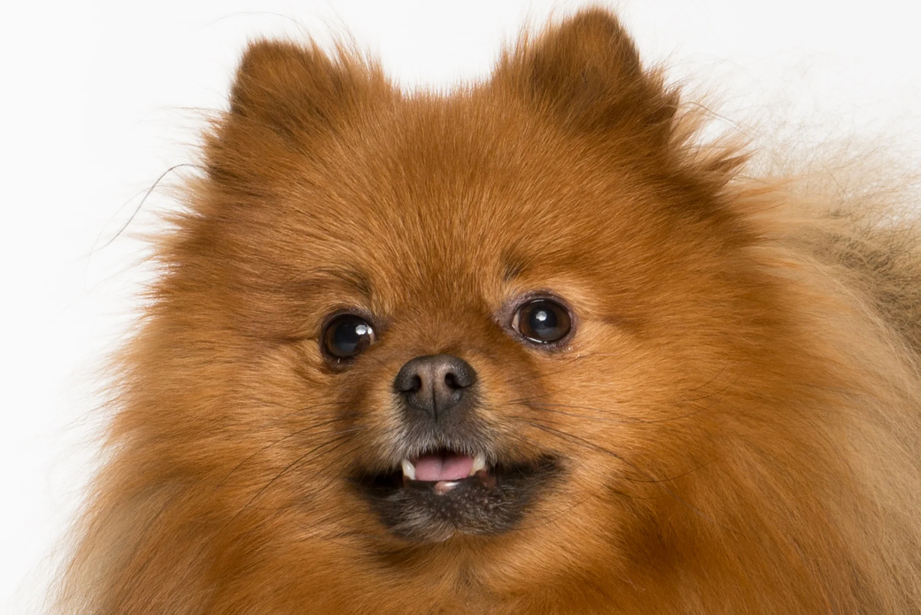 tw_dogs005.jpg