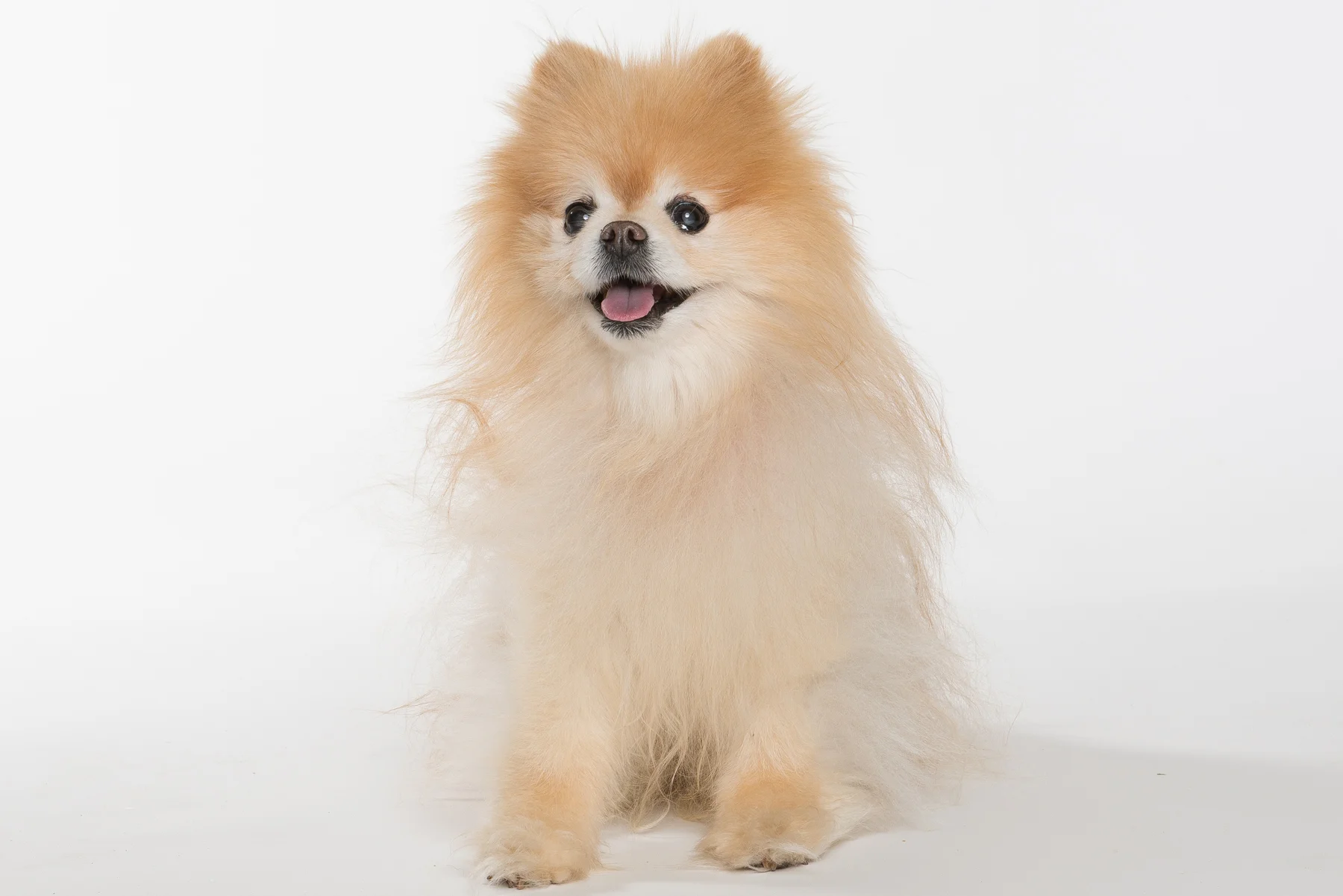 tw_dogs007.jpg