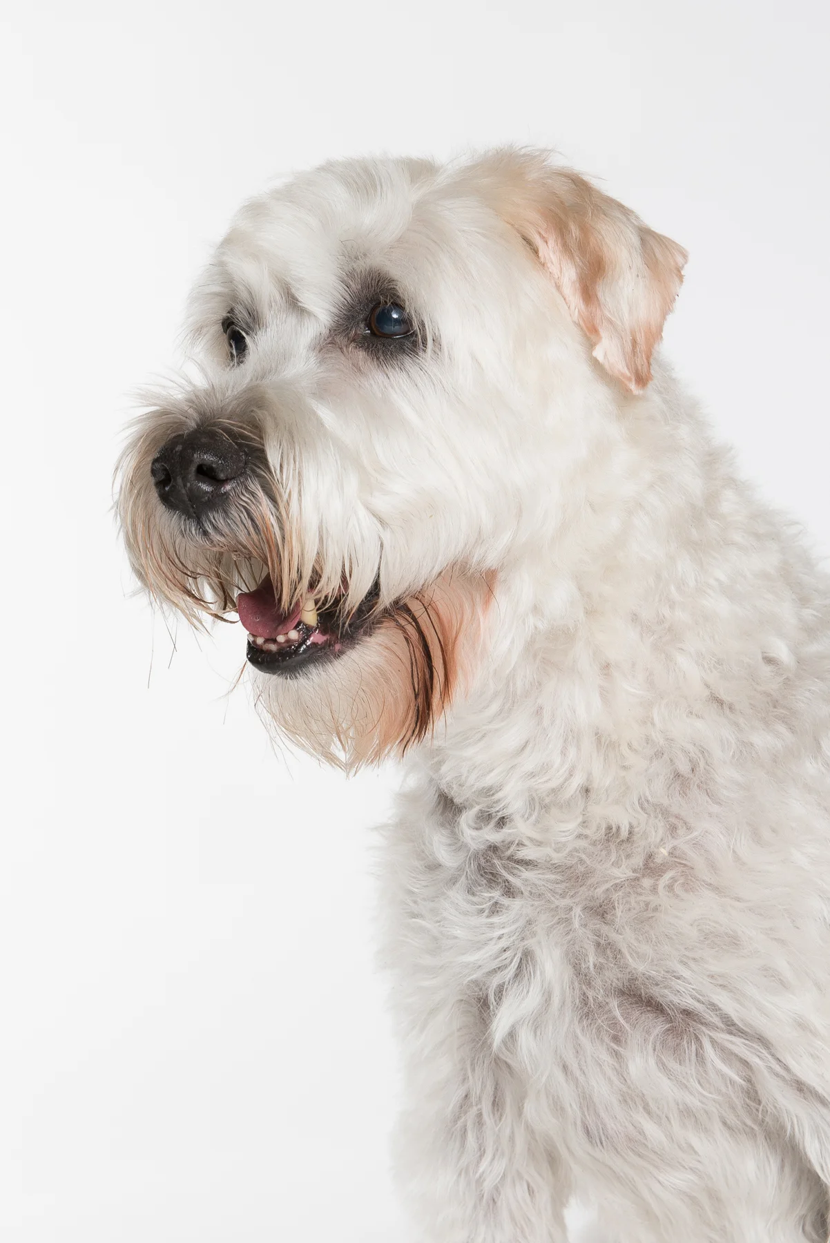 tw_dogs010.jpg