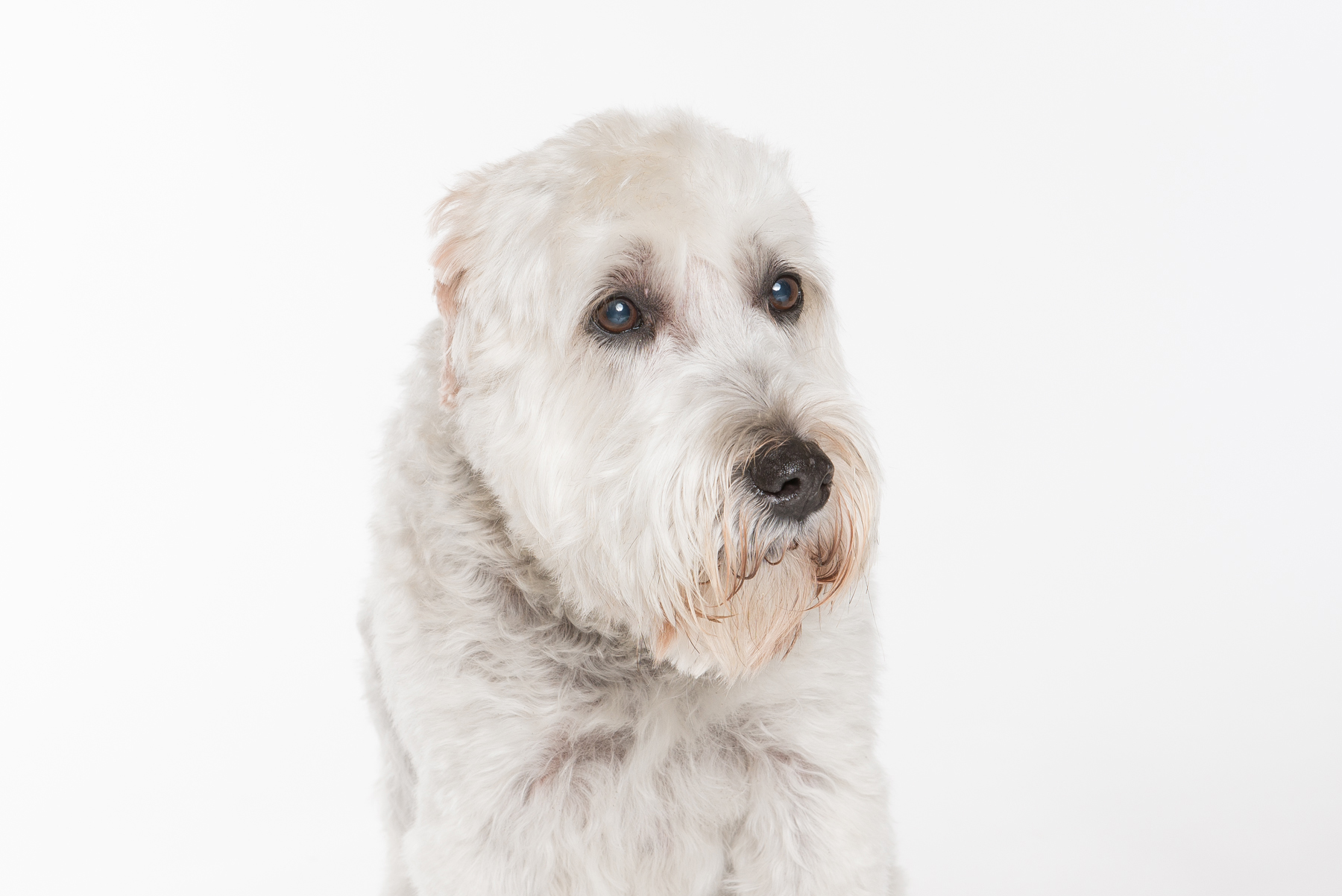 tw_dogs014.jpg