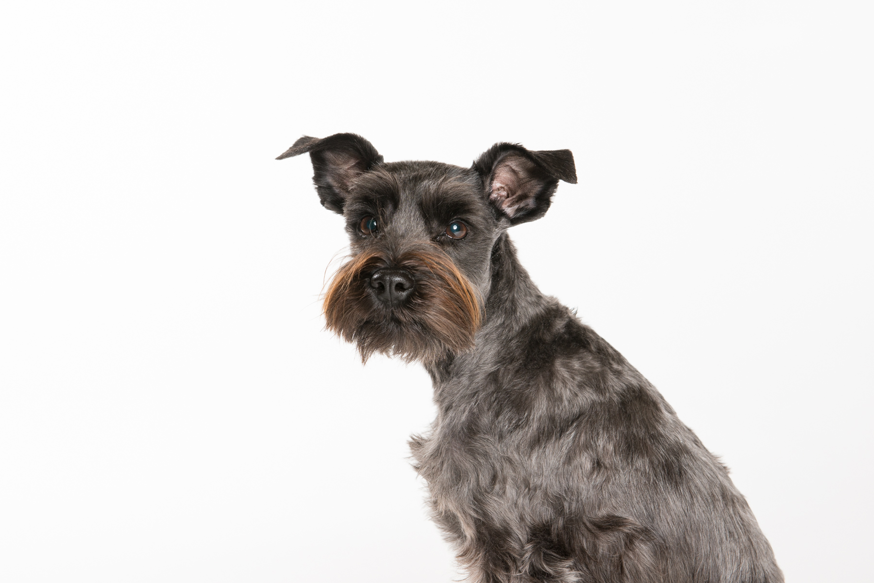 tw_dogs015.jpg