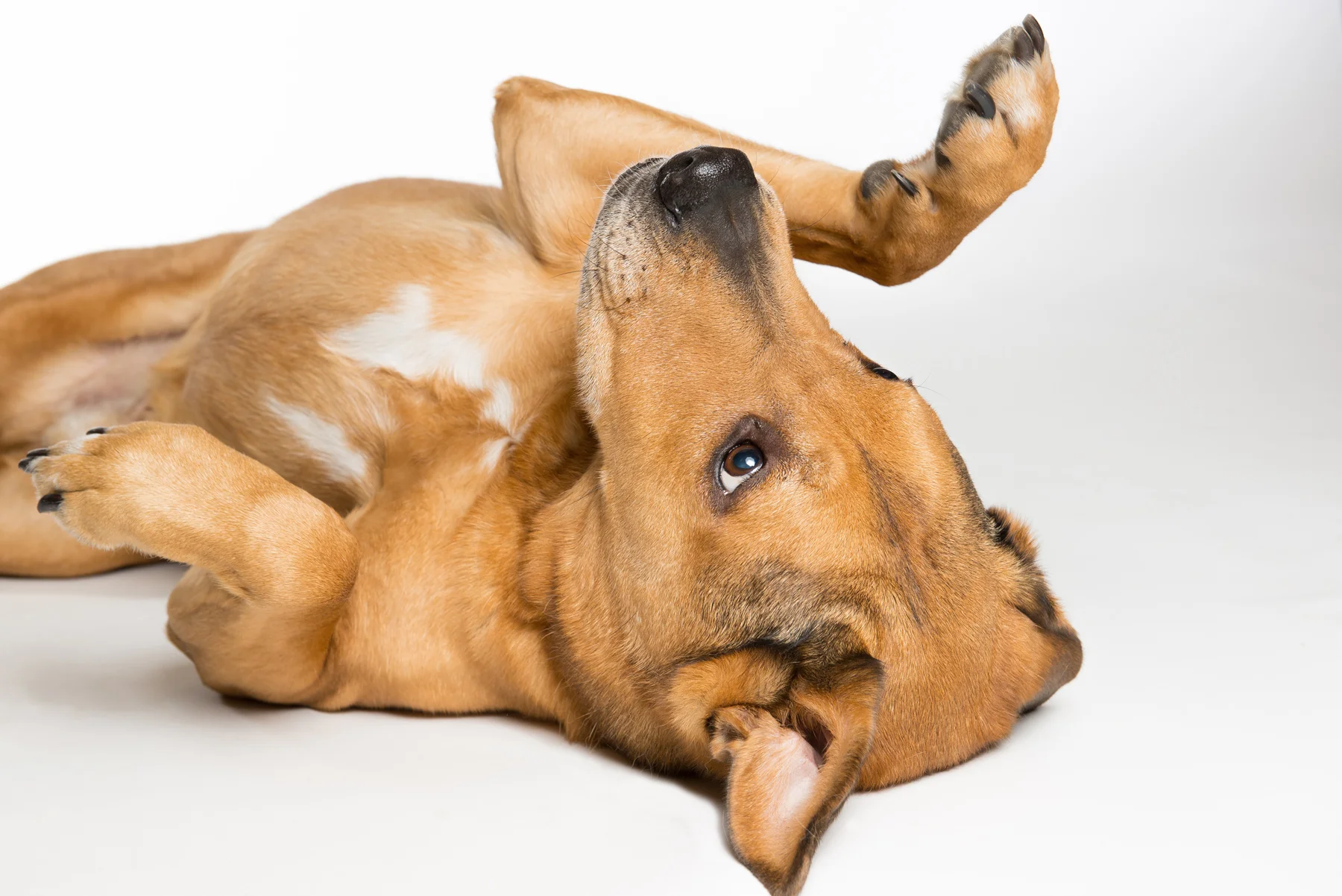 tw_dogs019.jpg