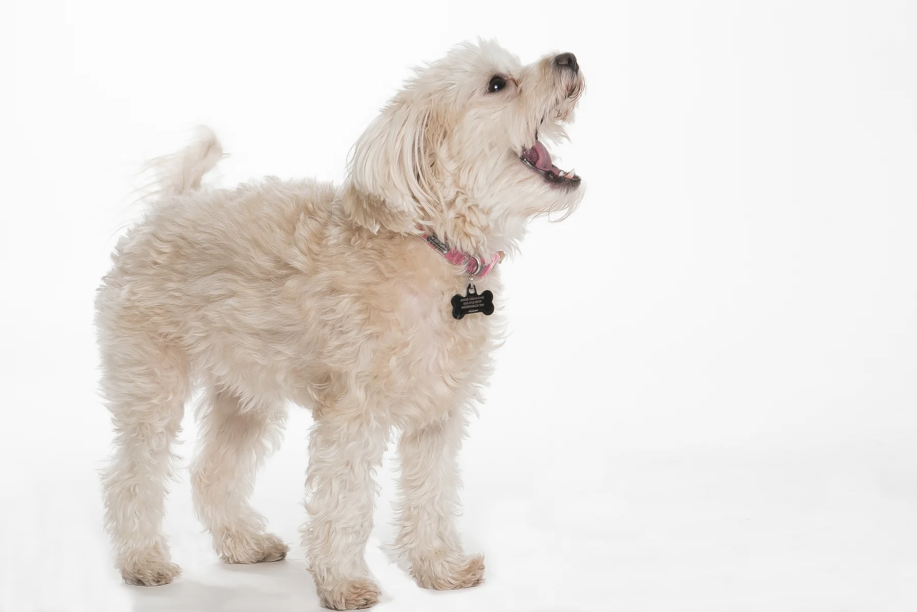 tw_dogs011.jpg