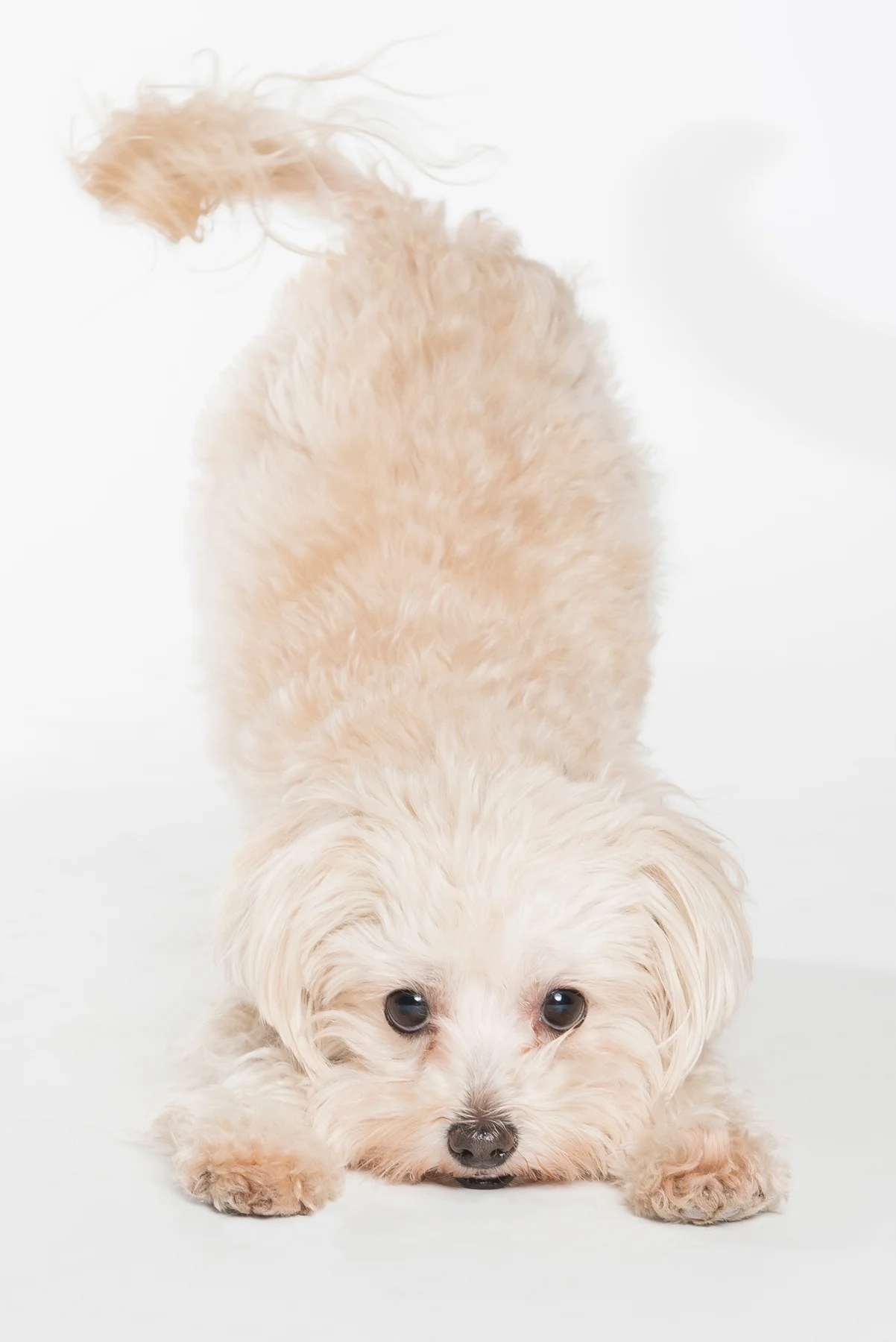 tw_dogs020.jpg