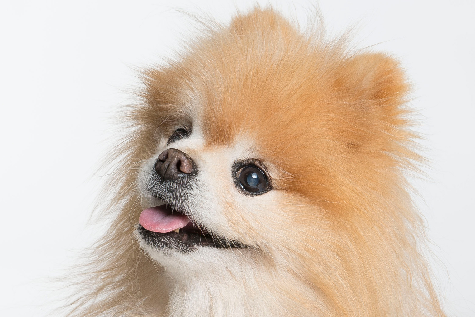 tw_dogs009.jpg