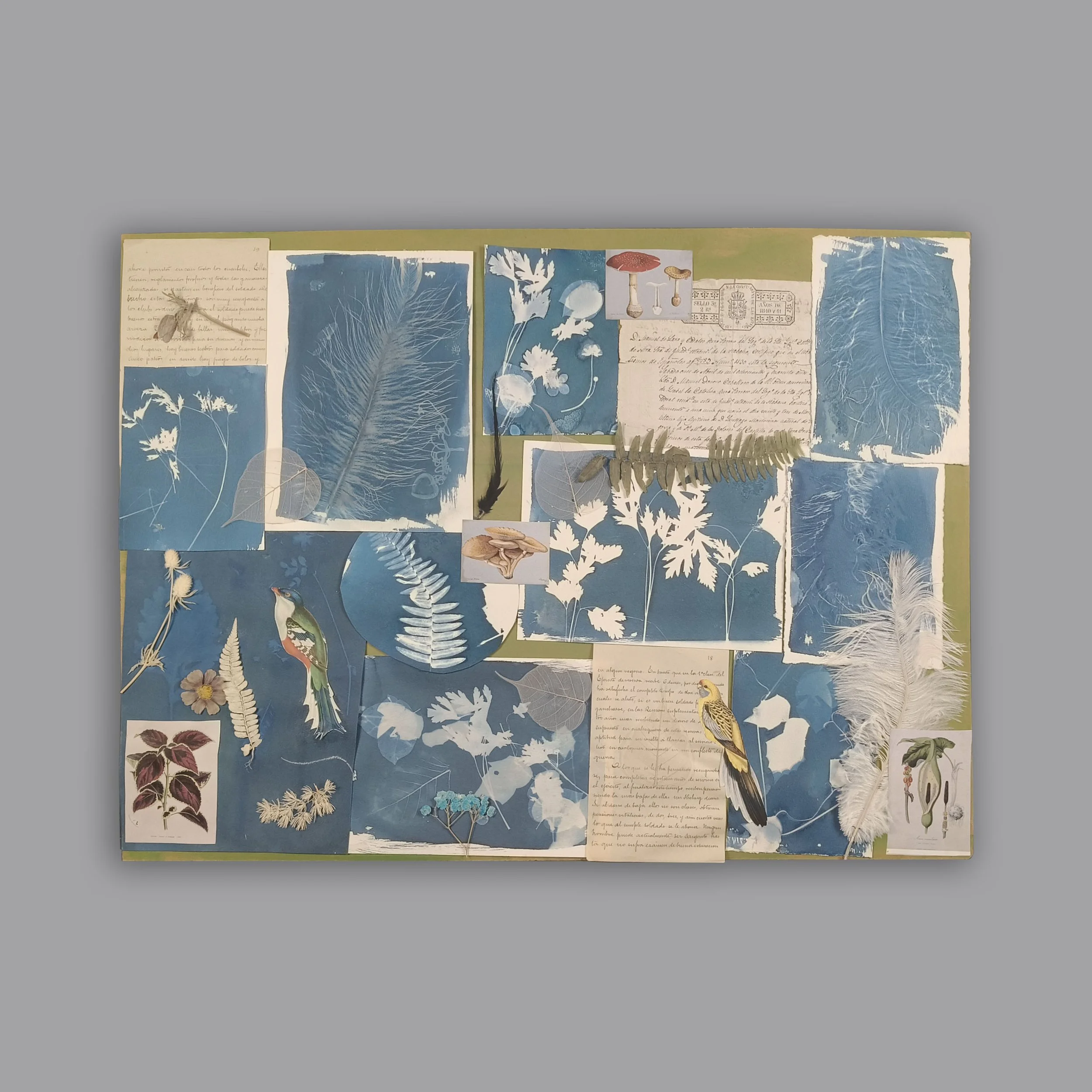   Gabriela Montesinos.  Sin título. Collage con cianotipias, ilustraciones y flores secas. Sin firma. Enmarcado.  64 X 85 CM. 