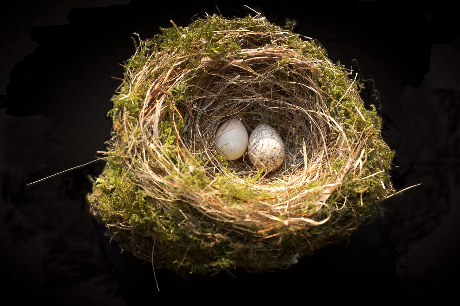 1500-Bird-Nest1.jpg