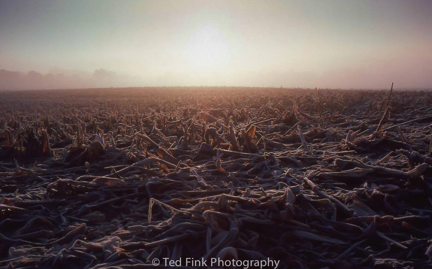 Ted-Fink-Landscapes-4.jpg