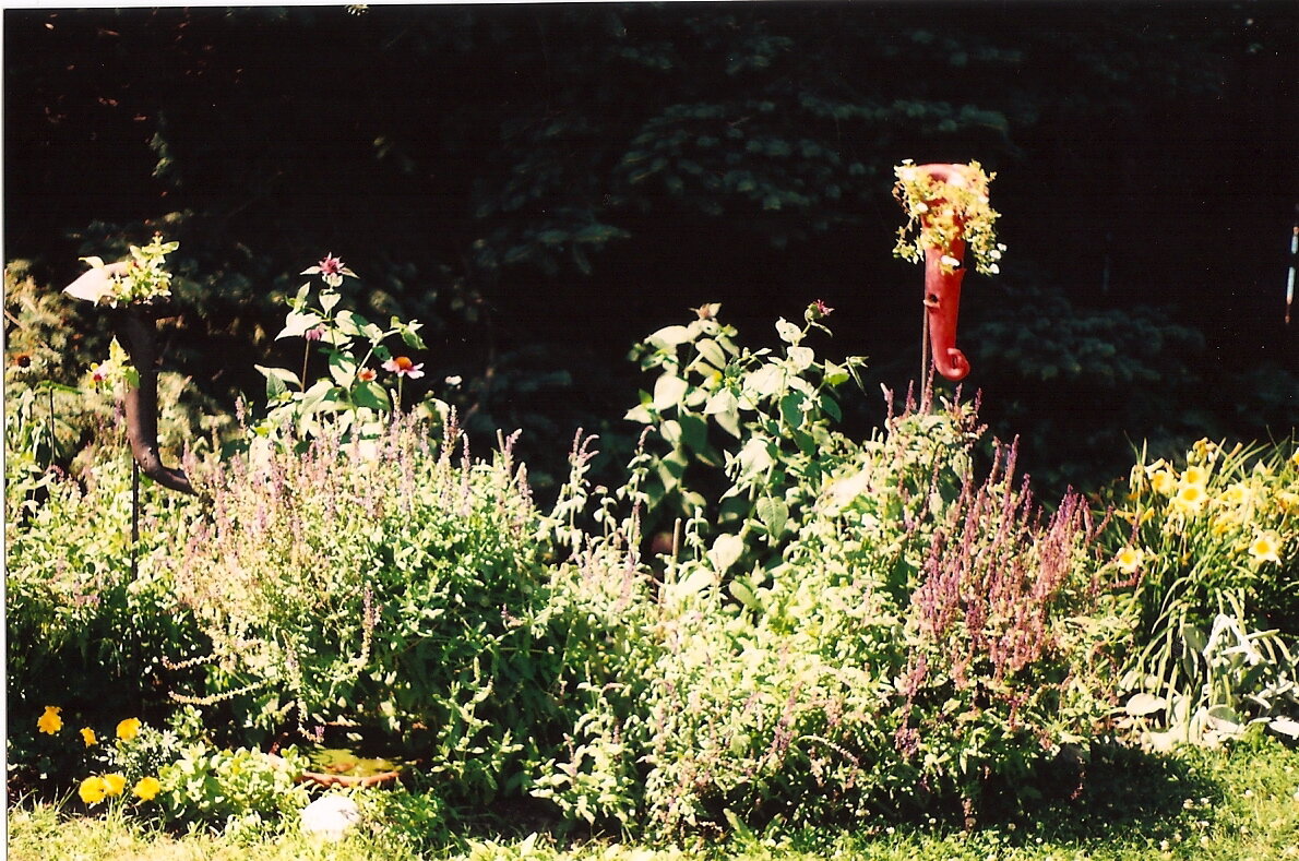 garden trumpets in the wild of mary's garden