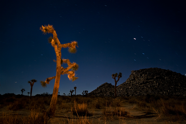 joshua-tree-stars.png