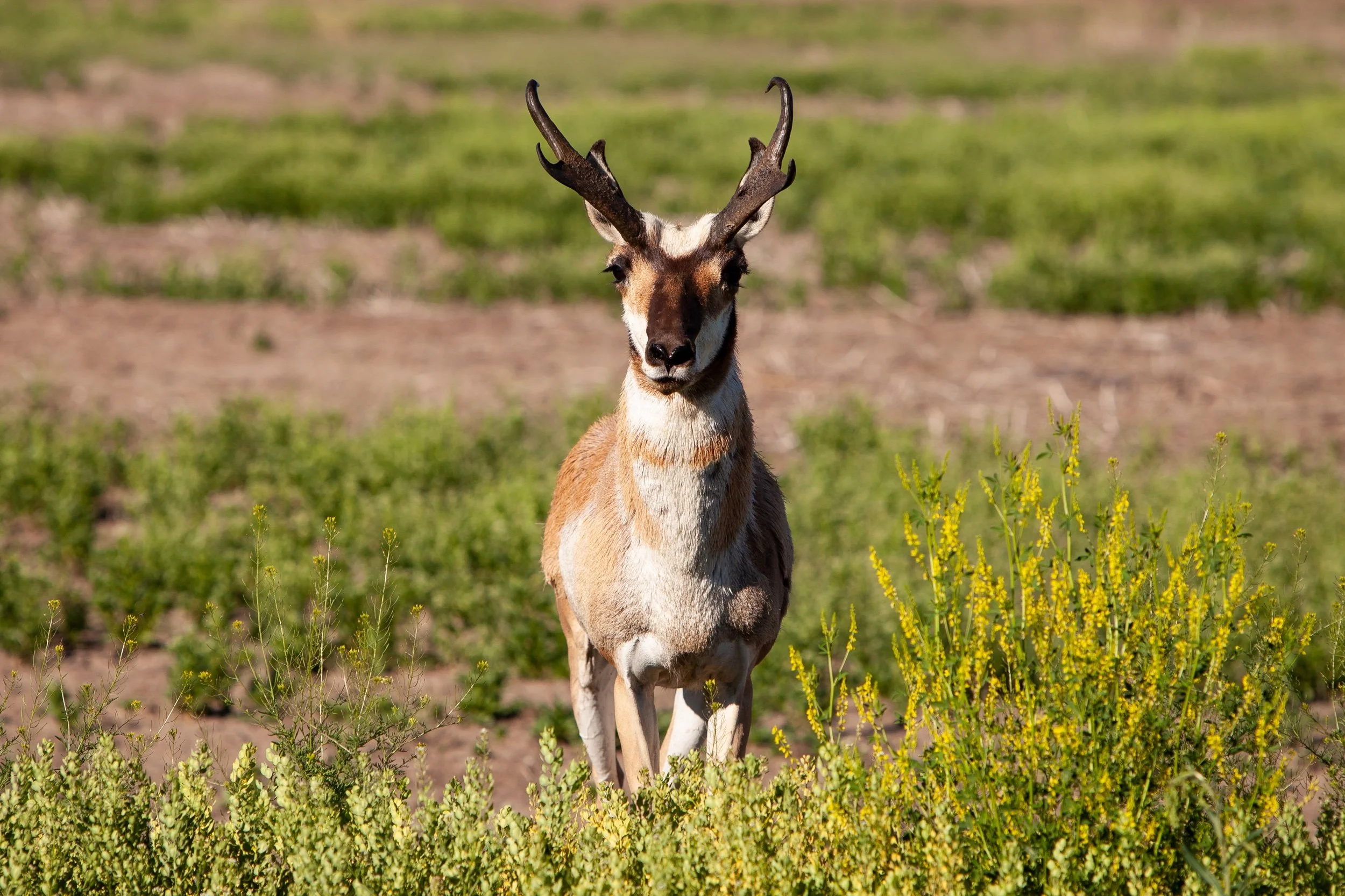 EP2018 Kent Potter Images July 2018-9267.jpeg