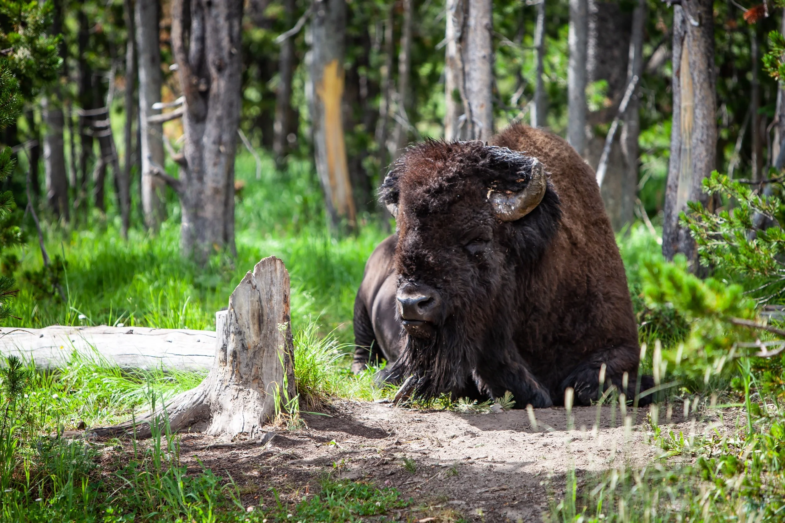 EP2018 Kent Potter Images July 2018-9902 copy.jpeg